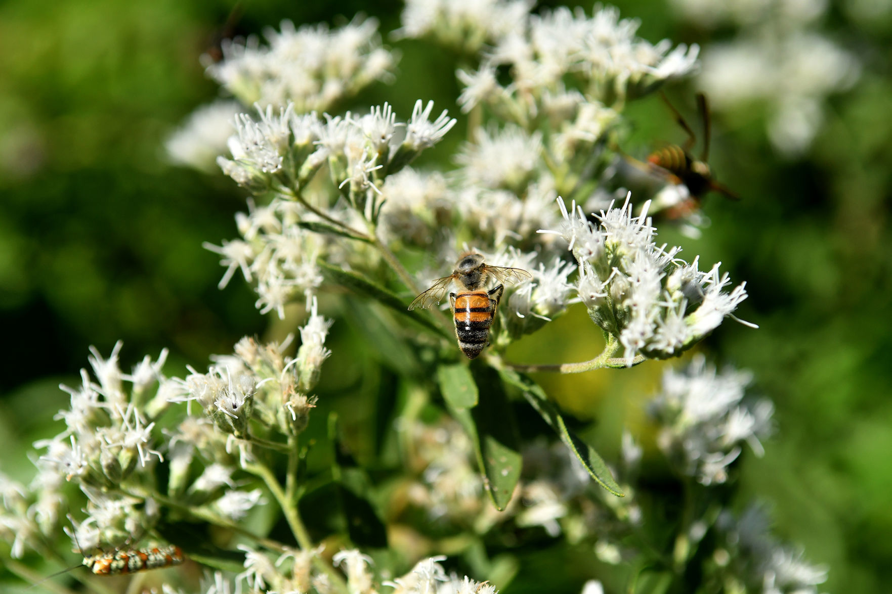 Davenport Fairmount Cemetery prairie